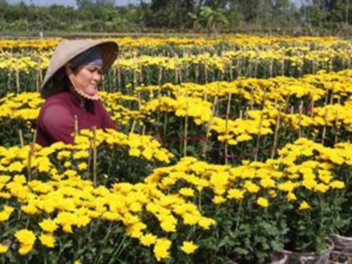 Unas 300 personas se quedarían sin empleos en La Ceja por liquidación de floricultora Falcon Farms