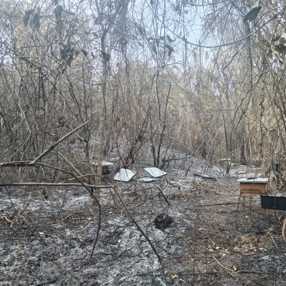Devastador incendio forestal deja a familias de Aipe sin hogar y con pérdidas millonarias
