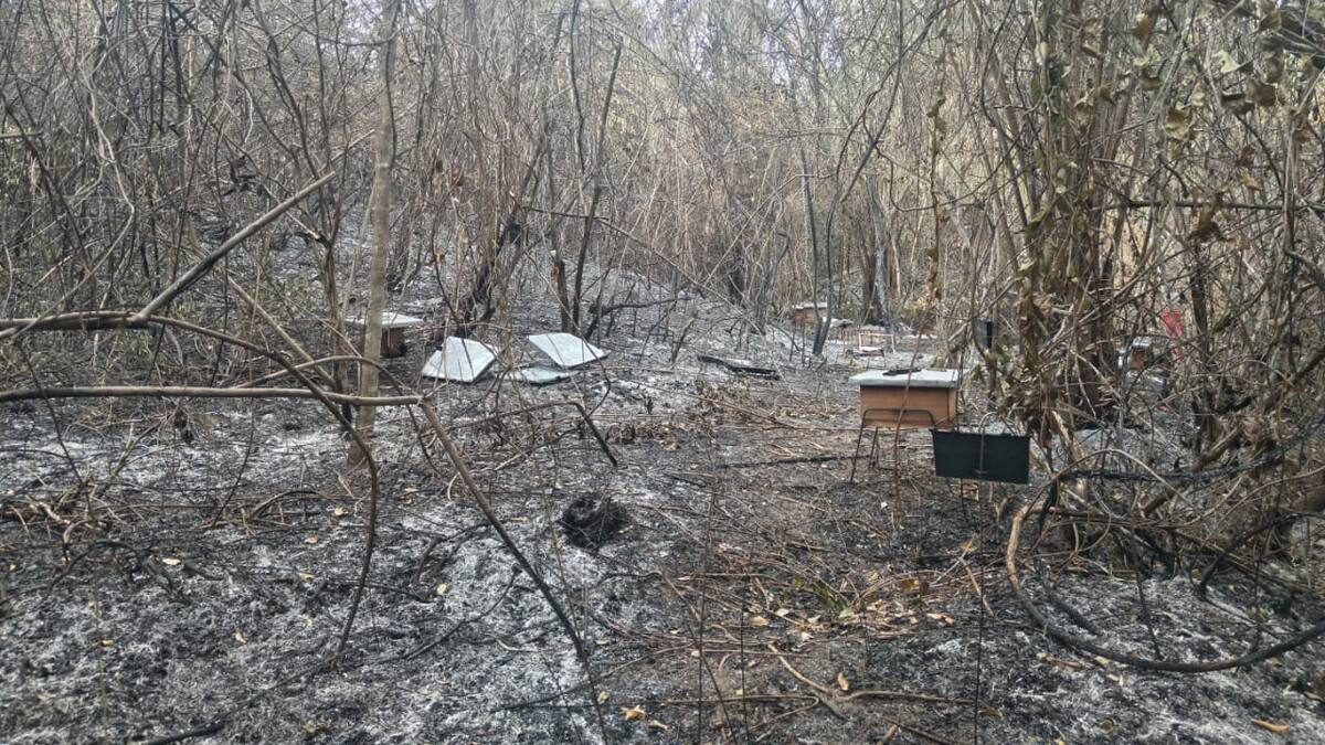 Devastador incendio forestal deja a familias de Aipe sin hogar y con pérdidas millonarias