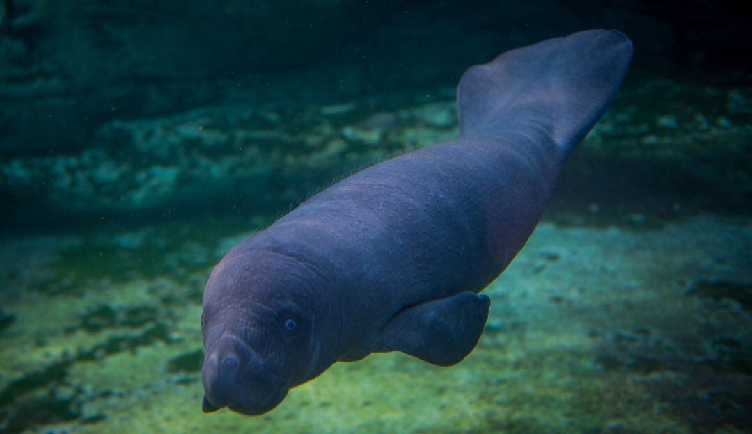 Imagen de referencia