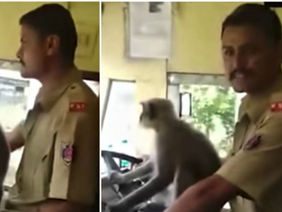 ¡Insólito! Mico maneja bus con pasajeros a bordo