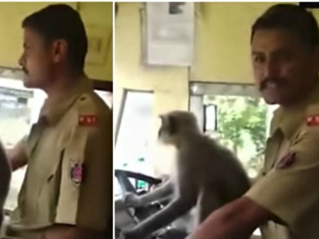 ¡Insólito! Mico maneja bus con pasajeros a bordo