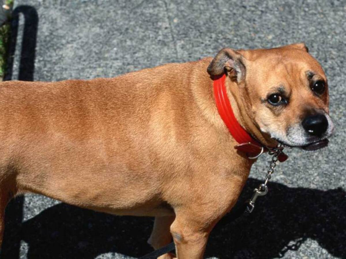 Policía descarta que camión recolecte animales en calles de Barranquilla