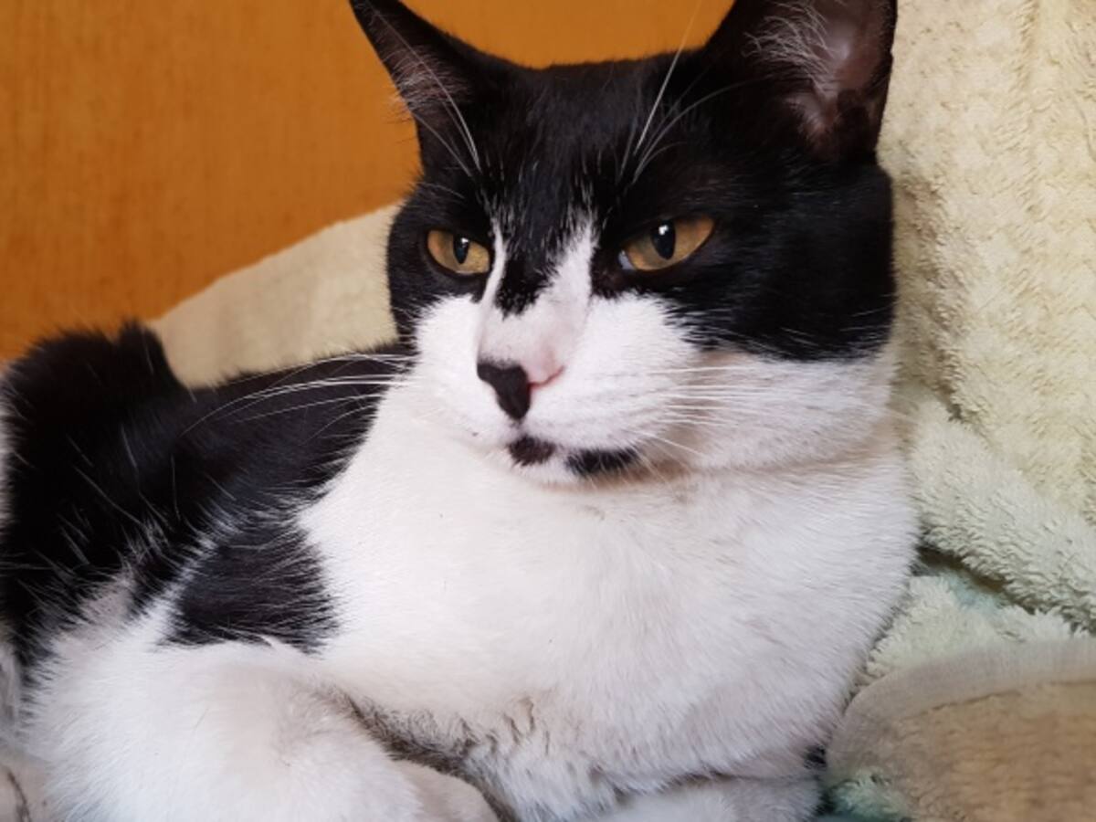 ¿Por qué el ronroneo de un gato puede ser beneficioso para la salud?
