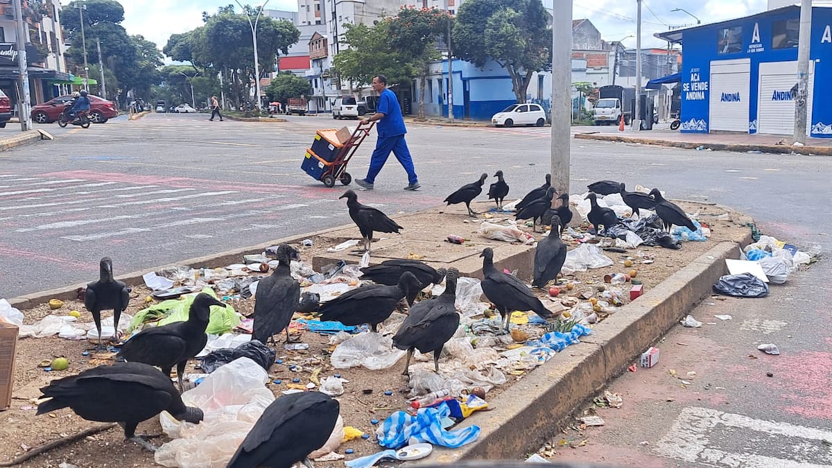 Piden endurecer sanciones contra quienes boten basura que atraiga chulos en Bucaramanga