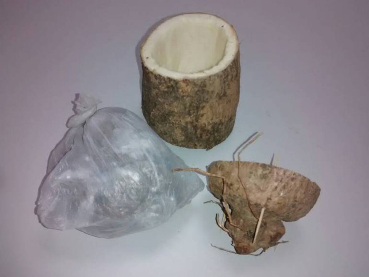 Policía de Cartagena descubre al interior de un ñame más de 100 dosis de marihuana