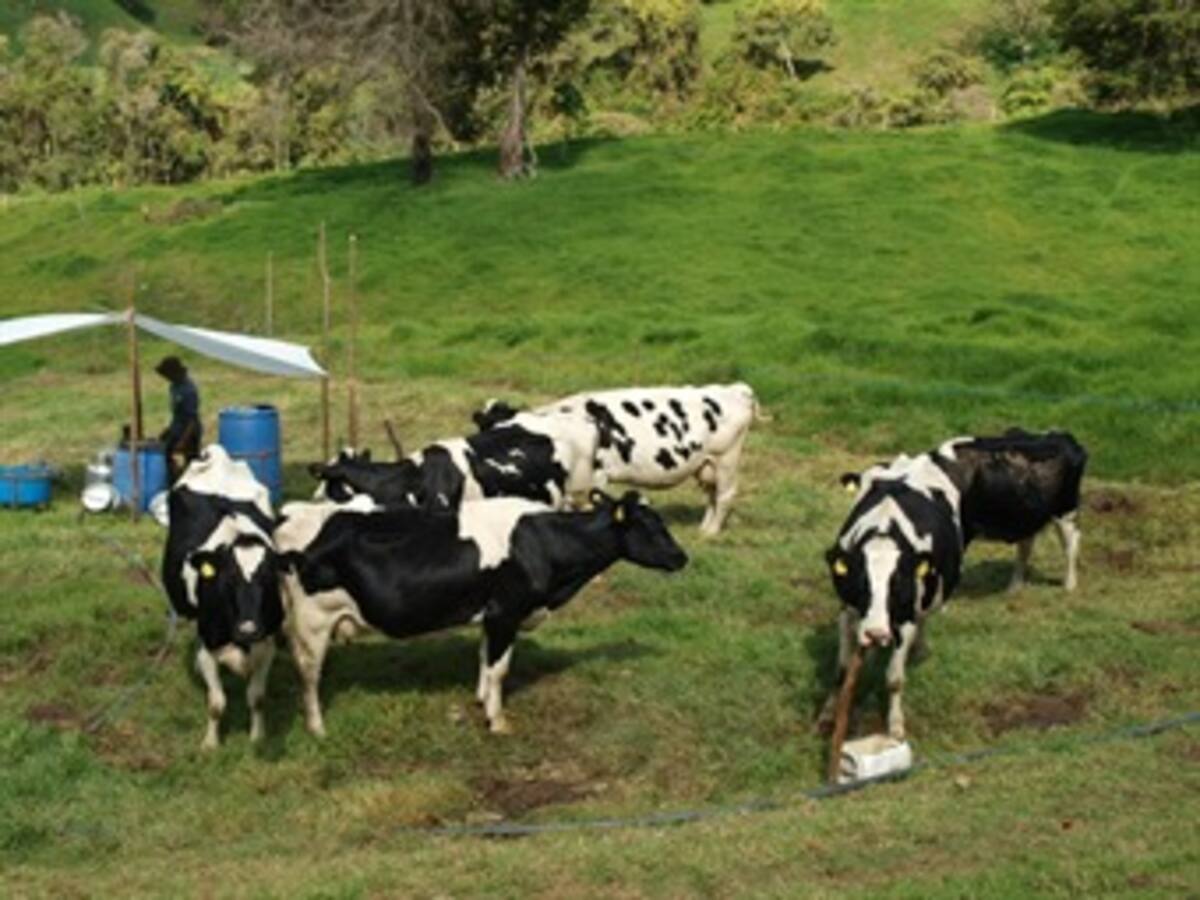 Gobierno Nacional aún no nos cumple: Lecheros de Antioquia