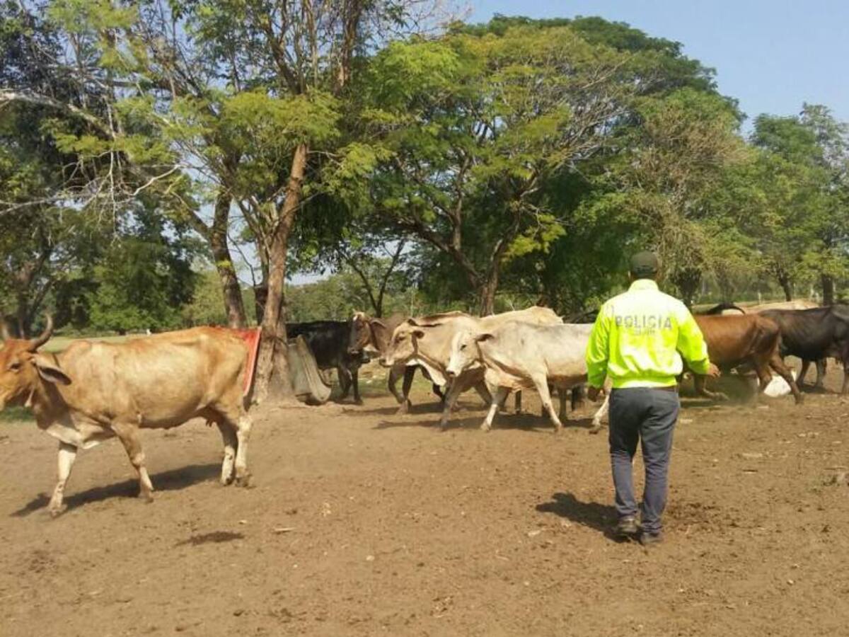 Policía de Bolívar rescata 14 reses que habían sido hurtadas