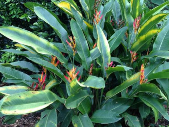 “El Paisaje Cultural Cafetero se trabajará de manera conjunta” Min Comercio