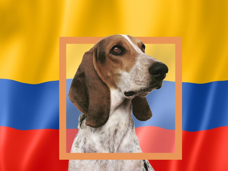 Asociación Club del Sabueso Fino Colombiano (CSFC)