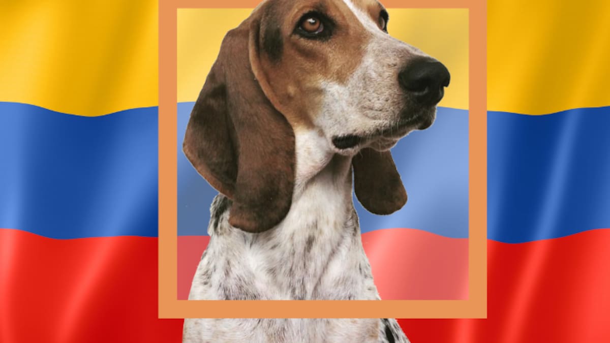 Esta es la raza de perro que quieren declarar “patrimonio genético” de Colombia: el proyecto está en Senado
