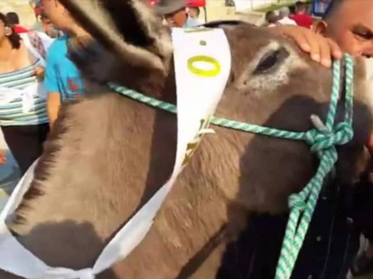 Gobernador de Cundinamarca se comprometió a luchar contra maltrato animal