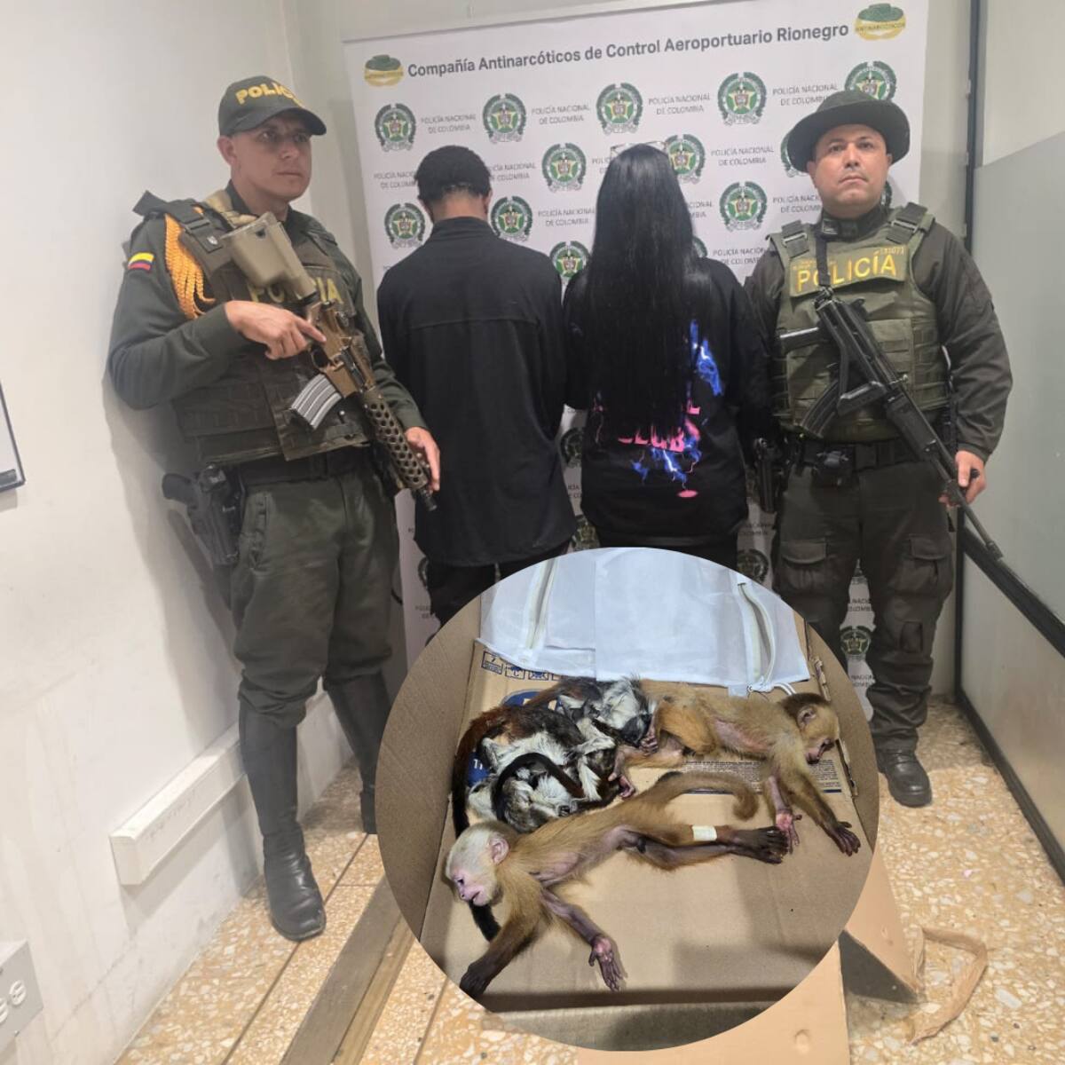 En aeropuerto de Rionegro detuvieron a dos extranjeros por transportar fauna en las partes íntimas