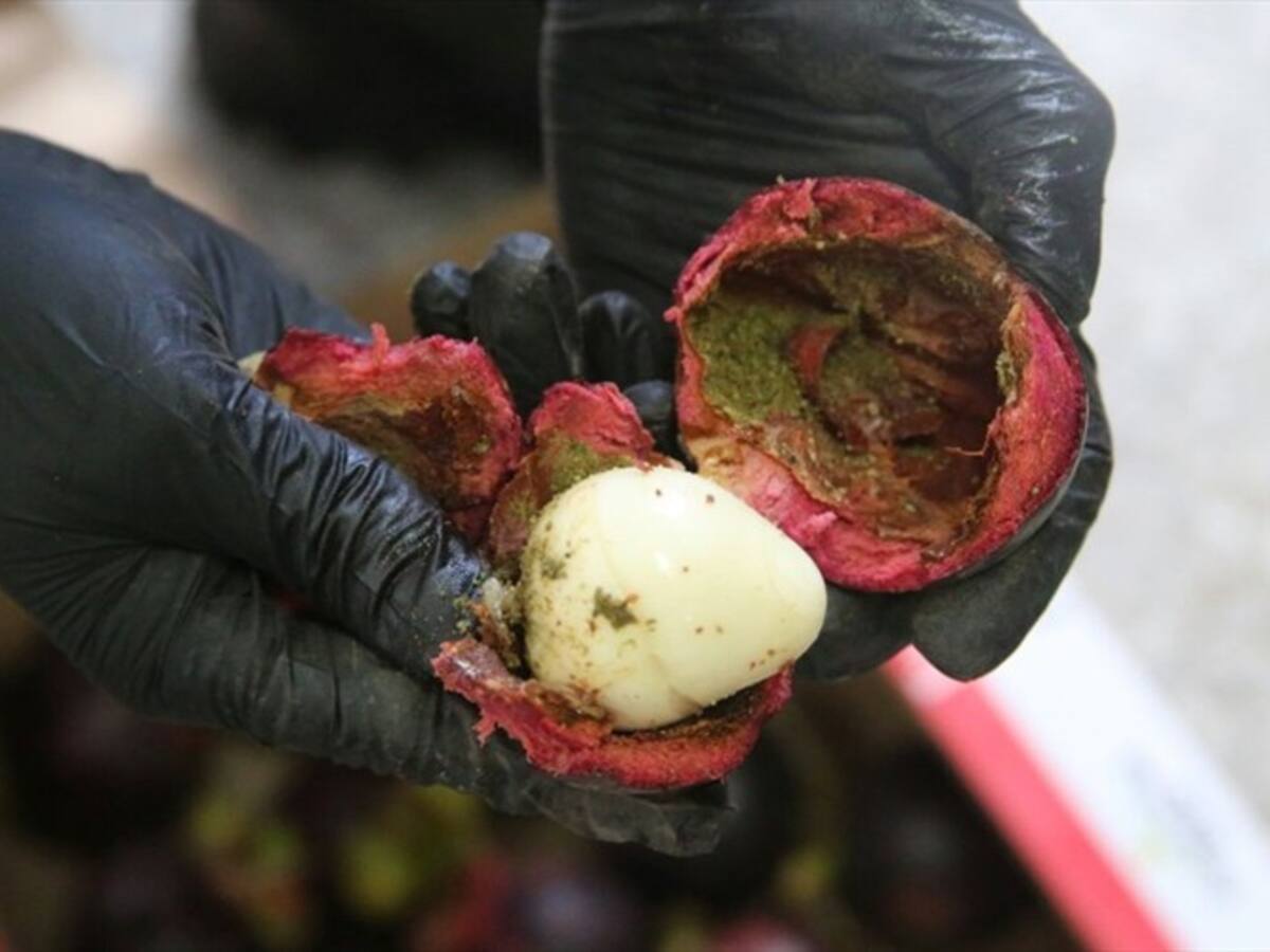 Descubren 33 kilos de cocaína en cargamento de mangostinos