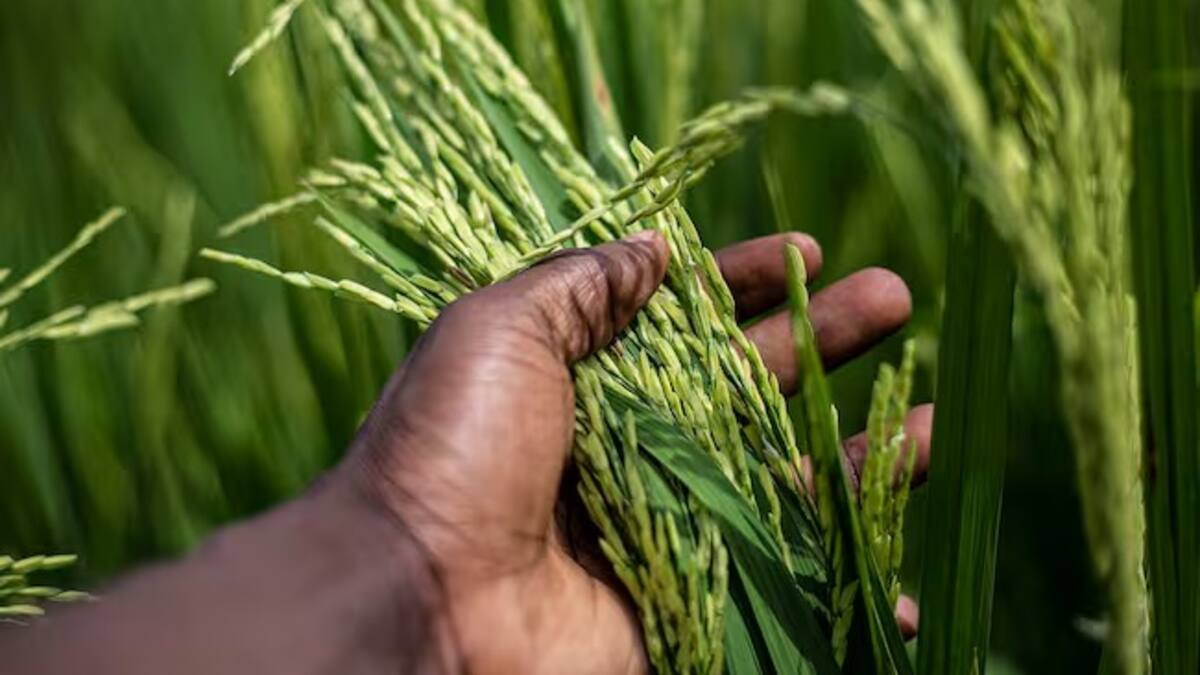 “Cada vez hay menos inventarios en las bodegas”: comerciante mayorista de arroz en Manizales