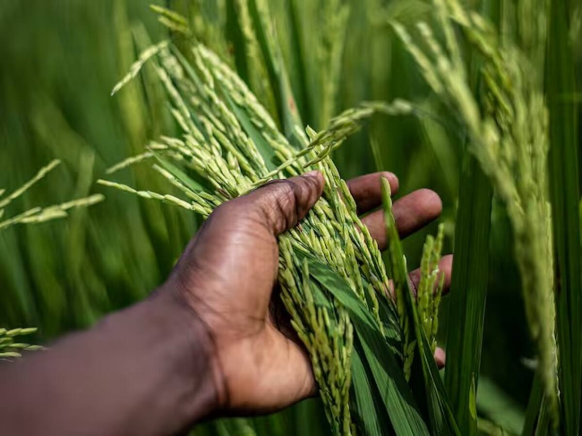 “Cada vez hay menos inventarios en las bodegas”: comerciante mayorista de arroz en Manizales