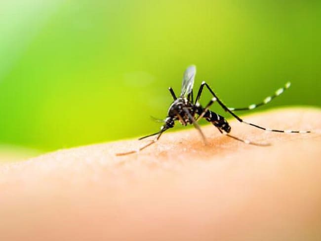 Alerta por incremento en casos de dengue en Cúcuta