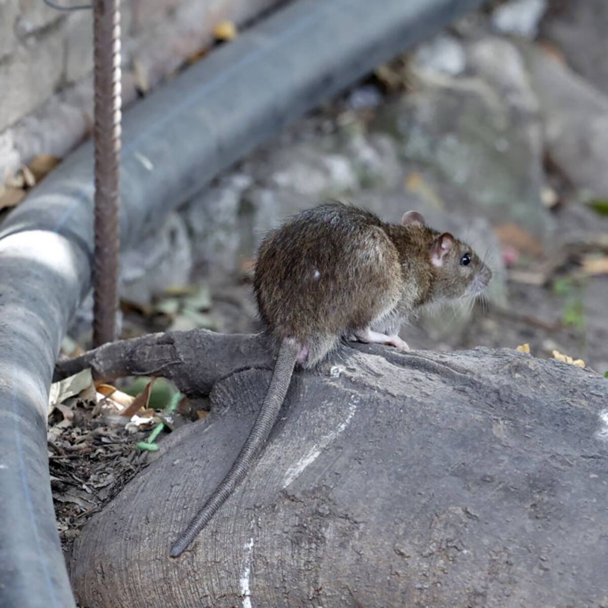 Ratas invaden barrios en Engativá: piden intervención a la Secretaría de Salud y a la Uaesp