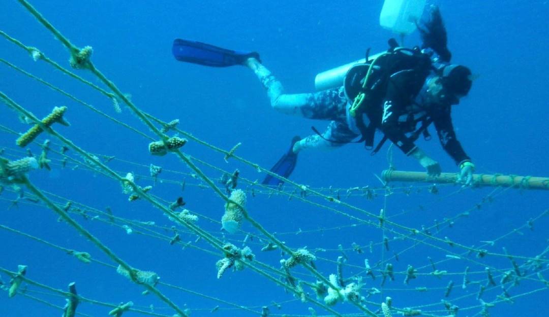 Plantación de arrecifes coralinos. Foto: cortesía MinAmbiente. 