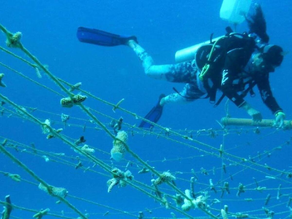 El Gobierno Nacional espera sembrar 500.000 corales antes de julio