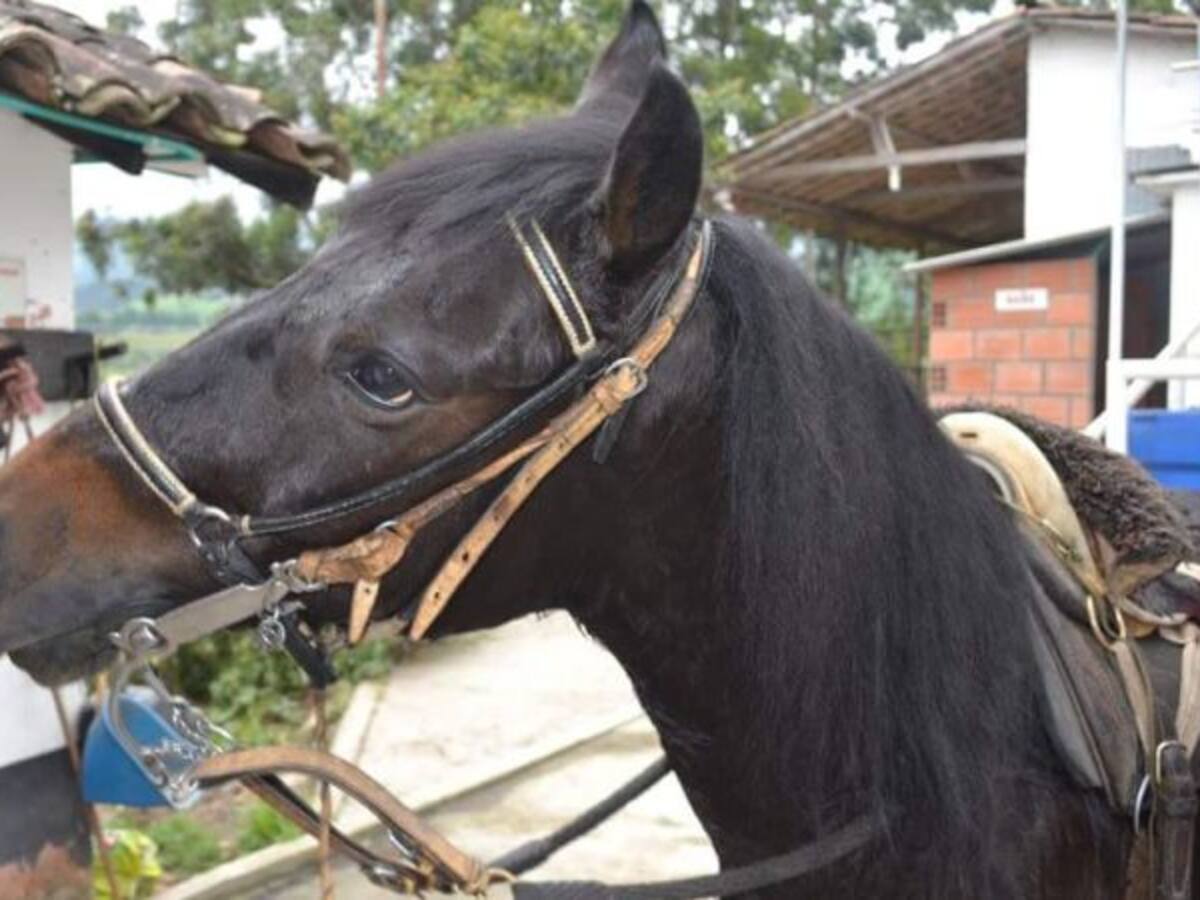 Se mantiene influenza equina en algunos municipios de Caldas