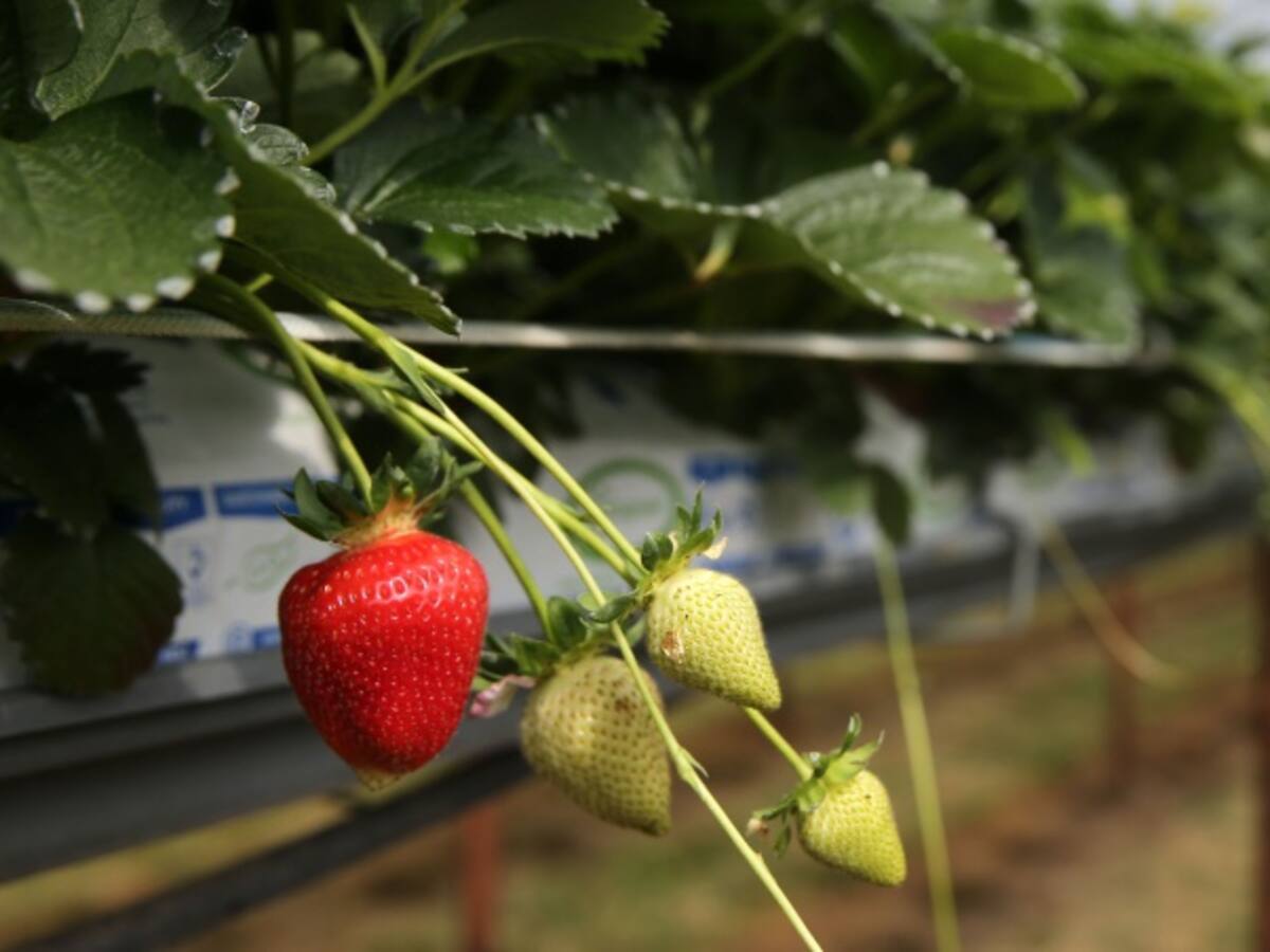 ¿Fresas con agujas dentro?, el nuevo tipo de terrorismo en Australia