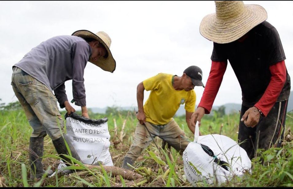 Campesinos del Catatumbo se comprometen a sustituir los cultivos ilícitos