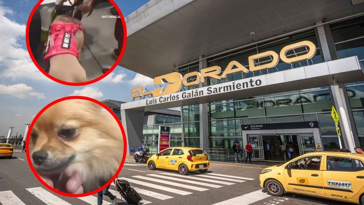 Piden retirar visa americana a viajeros que abandonaron a sus mascotas en El Dorado
