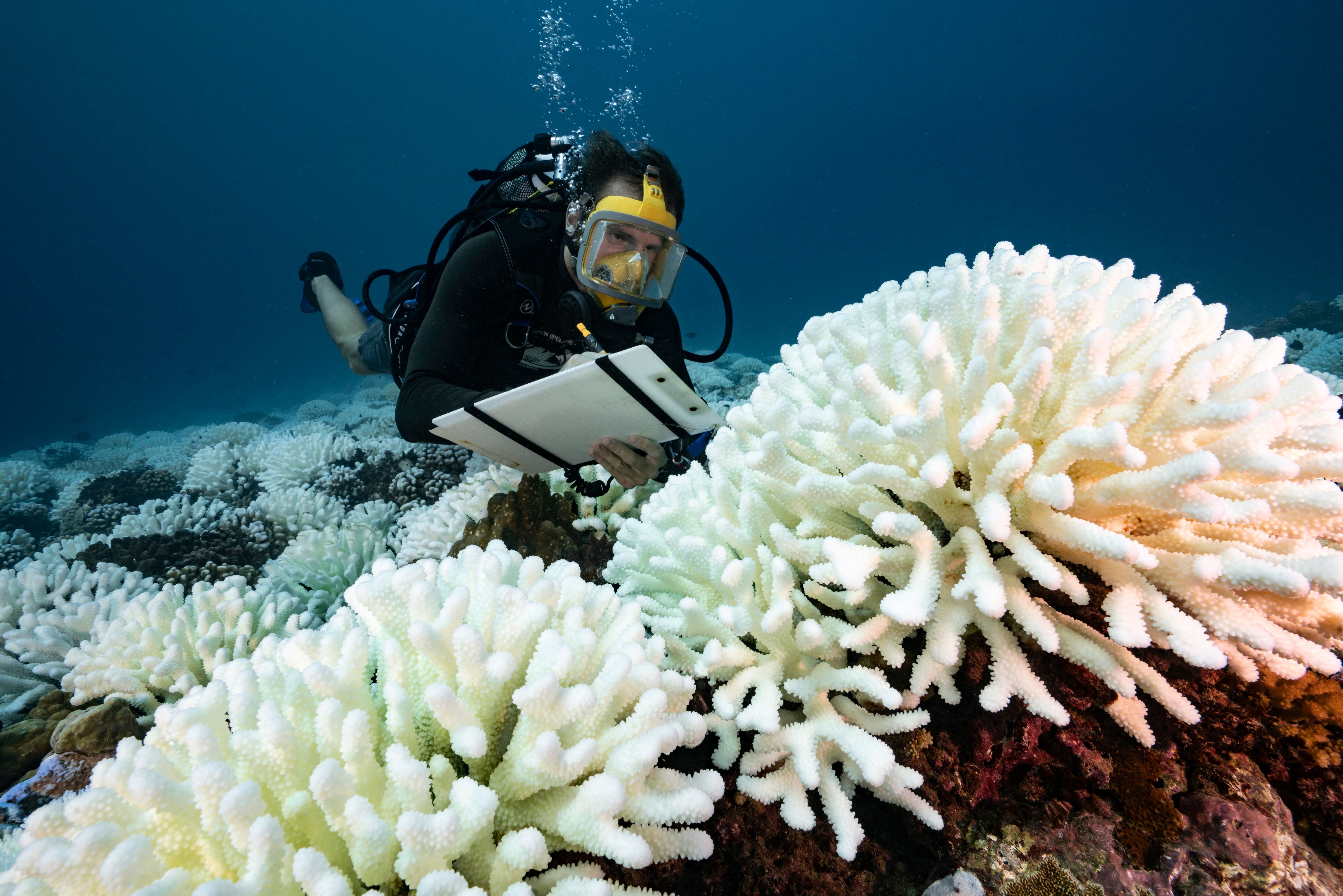 El aumento de temperaturas causa que los corales expulsen microalgas y expongan su ‘esqueleto’, lo que los deja vulnerables y en riesgo de muerte.
(Foto:     Alexis Rosenfeld/Getty Images).