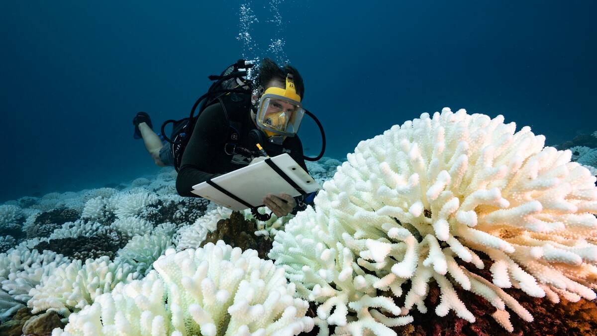 Fenómeno de ‘El Niño’ podría causar muerte de corales a nivel global