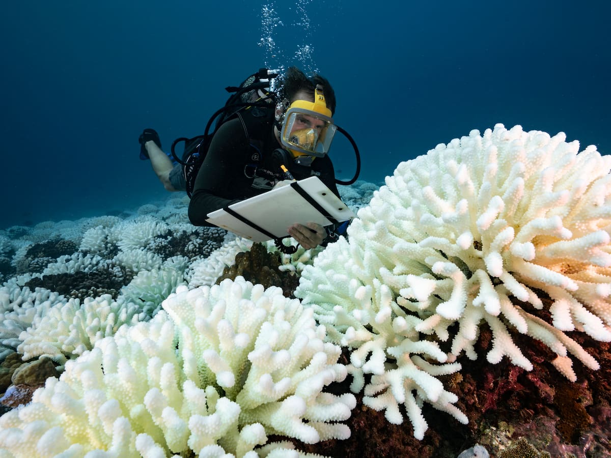 Fenómeno de ‘El Niño’ podría causar muerte de corales a nivel global