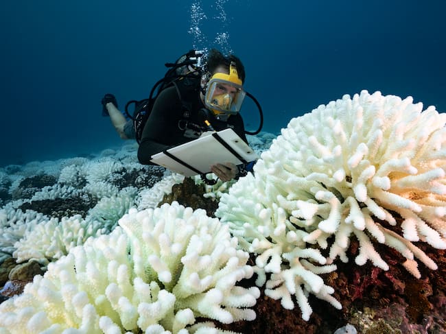 El aumento de temperaturas causa que los corales expulsen microalgas y expongan su ‘esqueleto’, lo que los deja vulnerables y en riesgo de muerte.
(Foto: Alexis Rosenfeld/Getty Images).