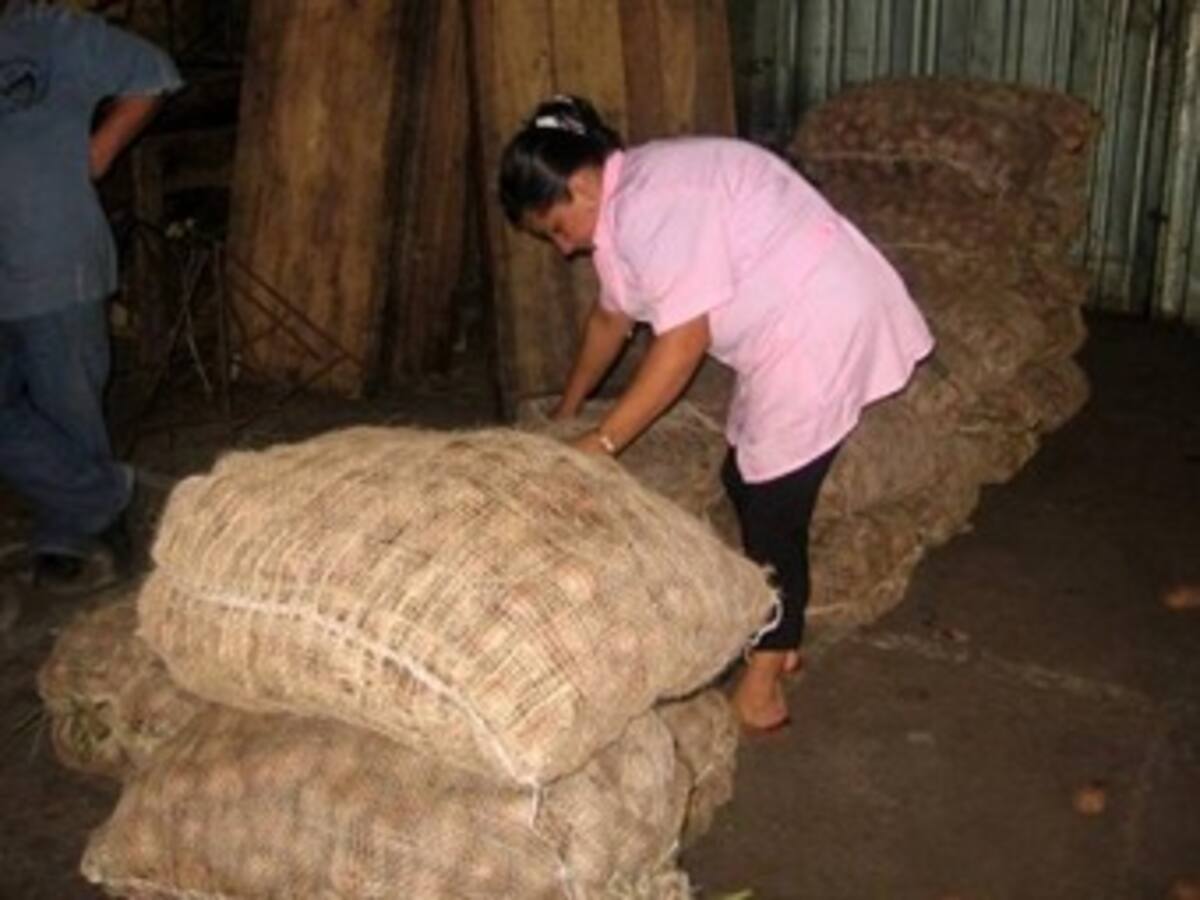 Concluyó compra de papa en Boyacá, Cundinamarca y Nariño