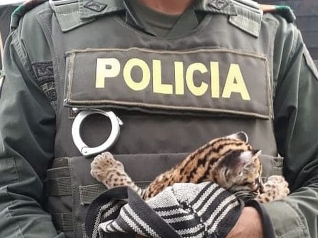 Policía recupera a una cría de leopardo tigre en Zaragoza, Antioquia