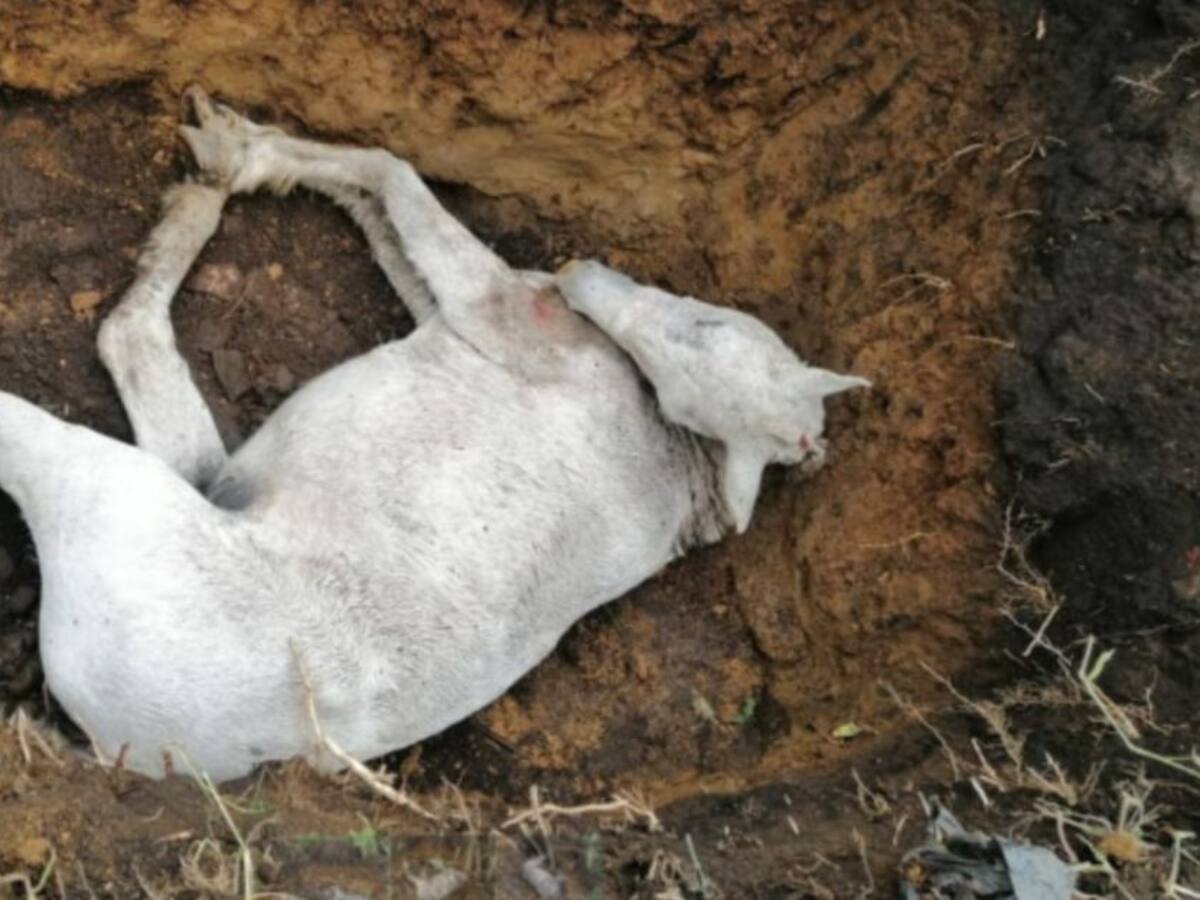 Descubren a un hombre que intentaba enterrar a su caballo con vida