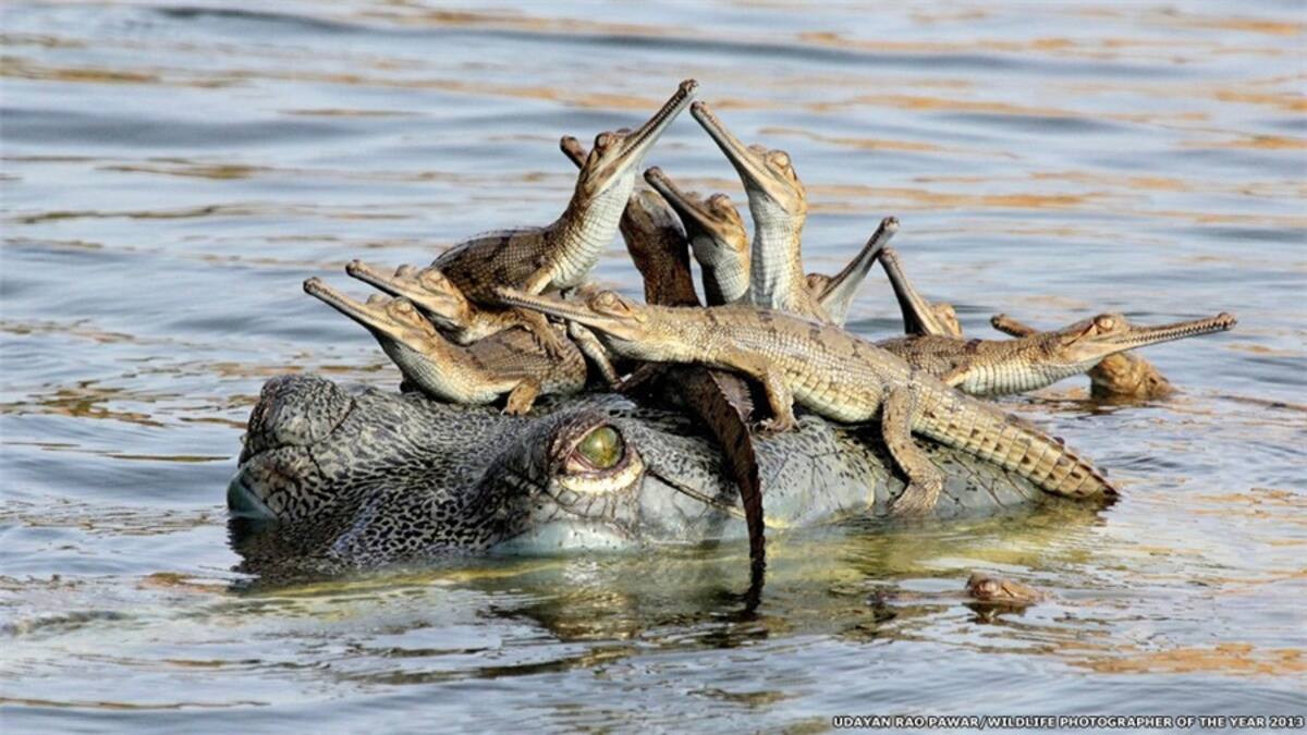 El sudafricano Greg du Toit obtuvo el primer premio del certamen Fotógrafo de la Vida Silvestre del Año, organizado por el Museo de Historia Natural de Londres, gracias a esta imagen titulada "La esencia de los elefantes". Según dijo, "quería lograr una foto que capturara su especial energía y el estado de conciencia que siento cuando estoy con ellos. Esta imagen es la que se acerca más a ello".