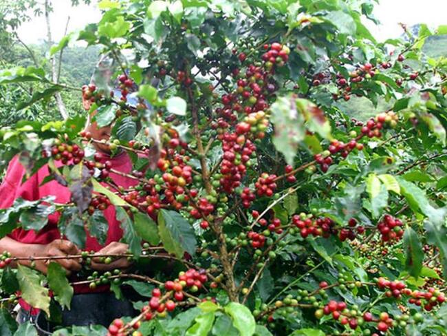 Ponen en marcha el plan de seguridad para cosecha cafetera en Antioquia