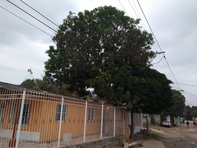 Dos jóvenes mueren por descarga eléctrica cuando bajaban mango