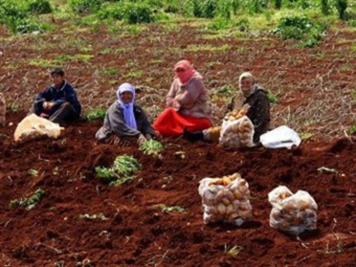 Cuatro millones de sirios no tienen alimentos suficientes, según la ONU