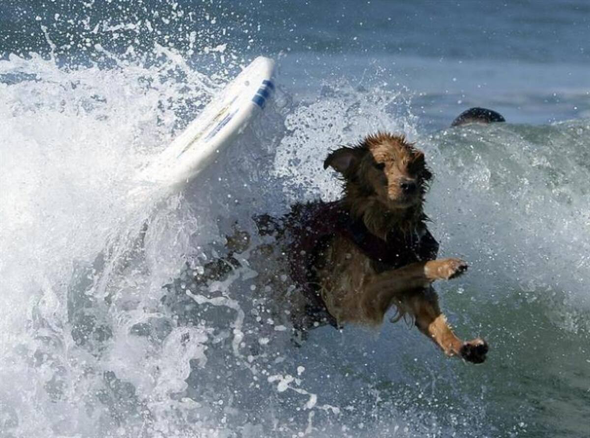 En la playa de Huntinton, California, se realizó la quinta edición del concurso anual de surf para perros, que mostraron grandes habilidades encima de las tablas y sorteando el oleaje.