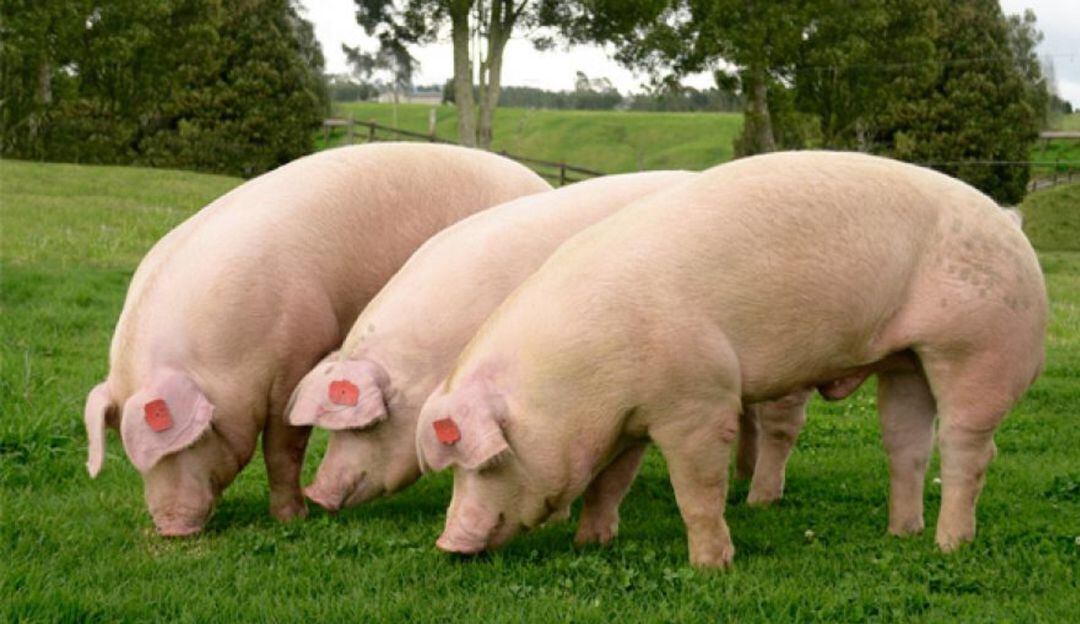 Según Ceagrodex las ventas han llegado a cifras históricas, para esta época del año.