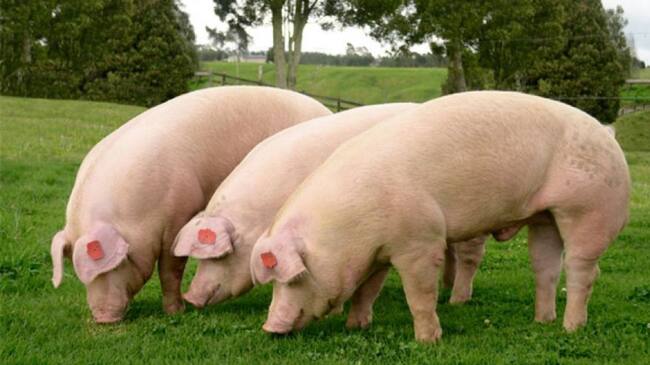 Según Ceagrodex las ventas han llegado a cifras históricas, para esta época del año.