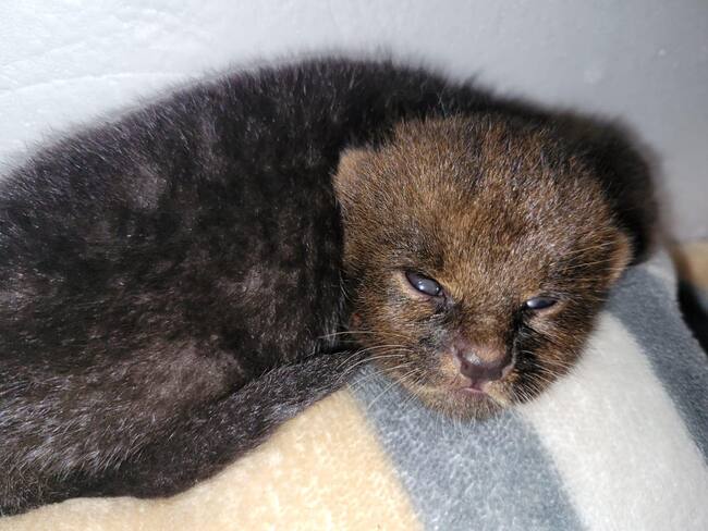 Director CRQ, José Manuel Cortés