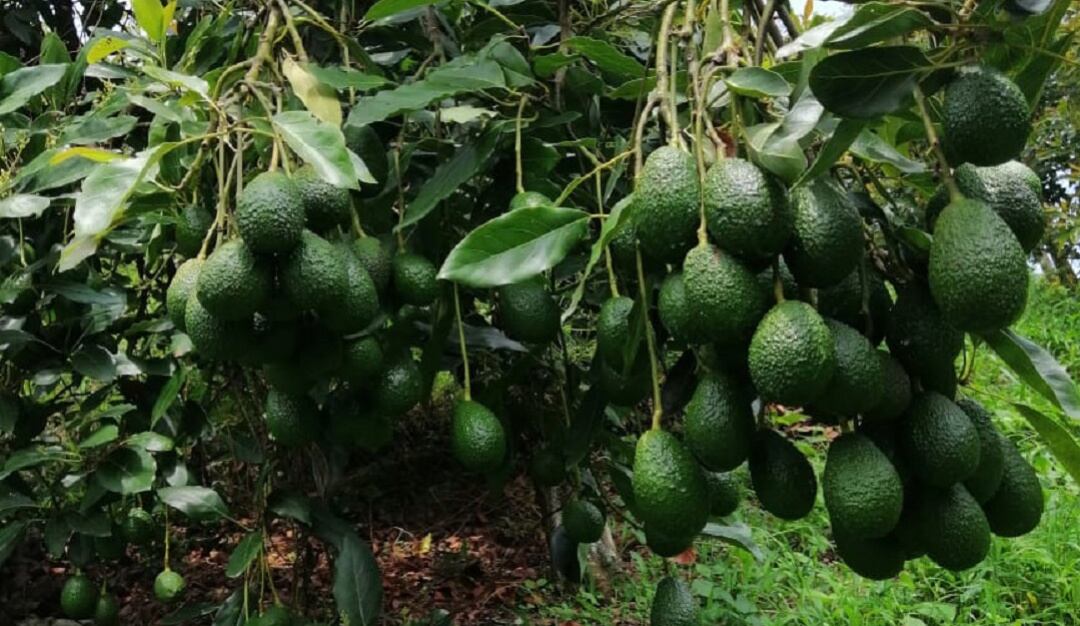 Cultivos de aguacate hass