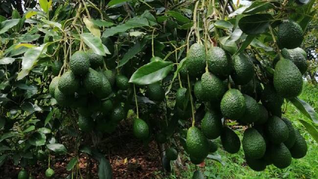 Cultivos de aguacate hass