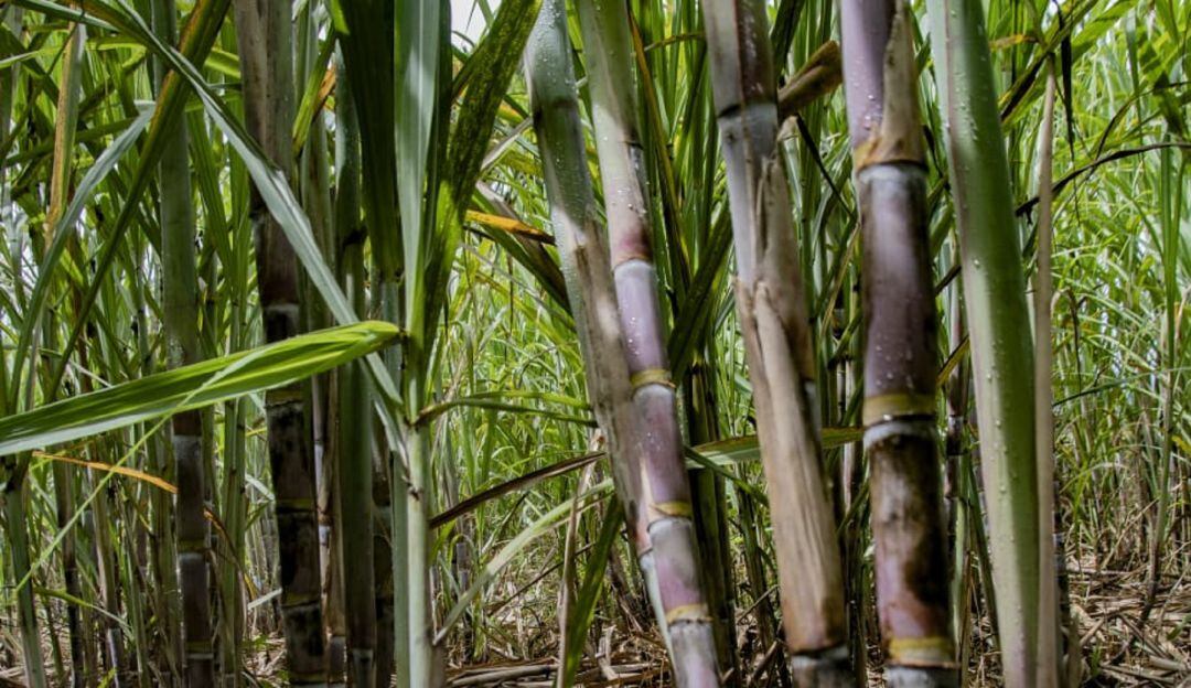 La iniciativa se implementará en municipios donde la producción panelera, es la base fundamental de la economía. 