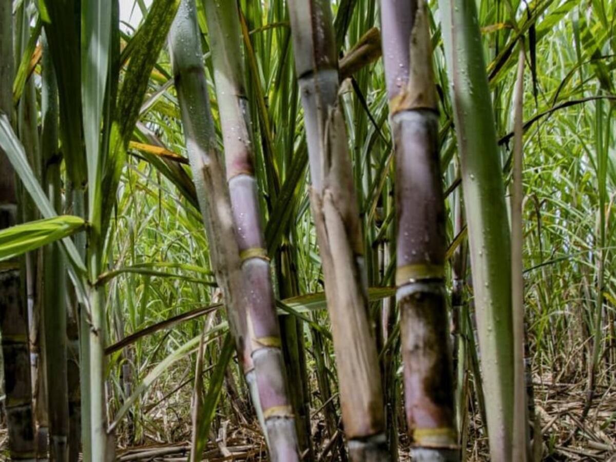 En 7 municipios del Huila se cultivarán las mejores variedades de caña