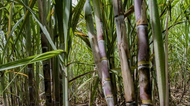 La iniciativa se implementará en municipios donde la producción panelera, es la base fundamental de la economía.