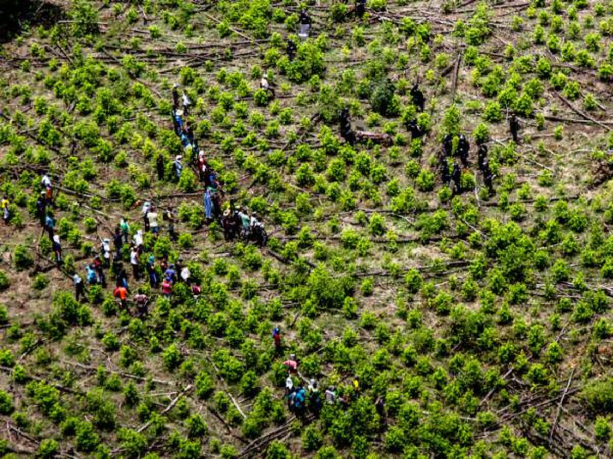 Tras 12 meses de erradicación y de no reincidencia se haría efectiva excarcelación a pequeños cultivadores ilegales