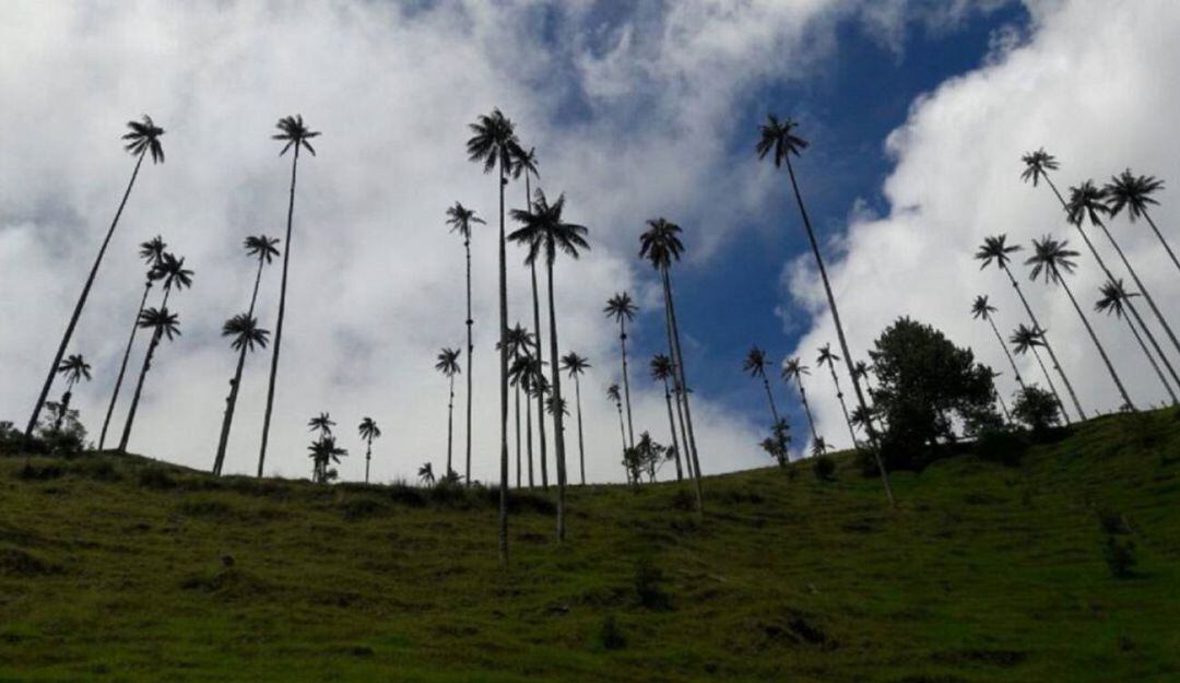 Valle de Cocora en Salento
